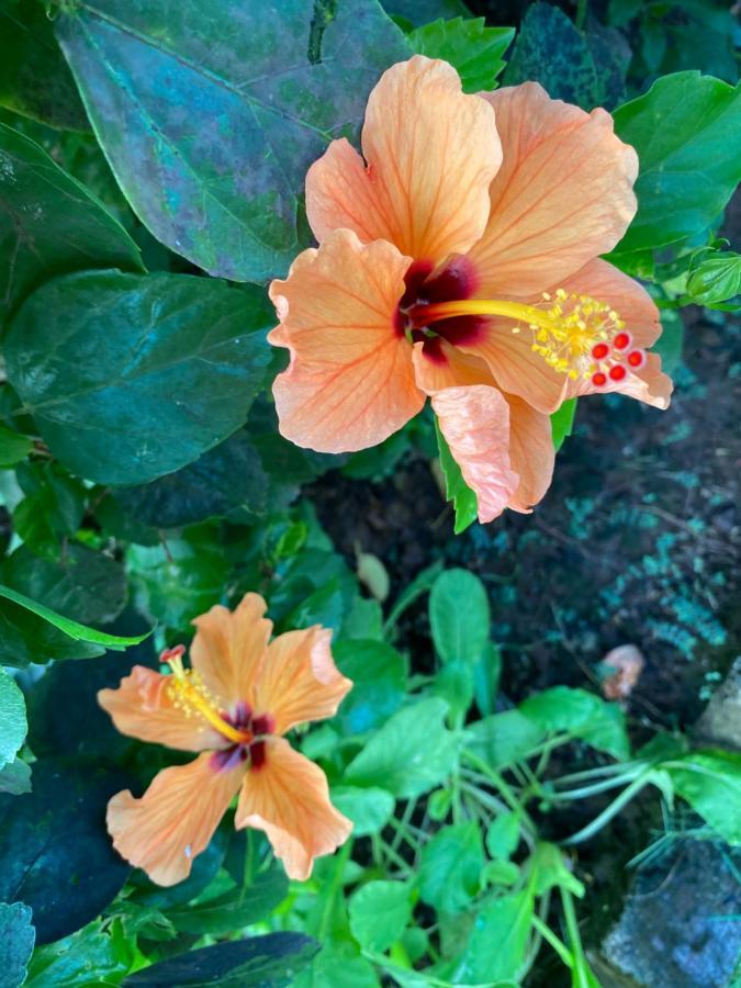 Nessies Nagaon Villa Alibag Luaran gambar